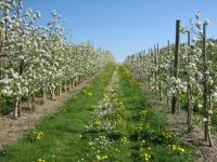 Apfelblüte Apfelblüte