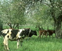 Kühe im Streuobst Kühe im Streuobst